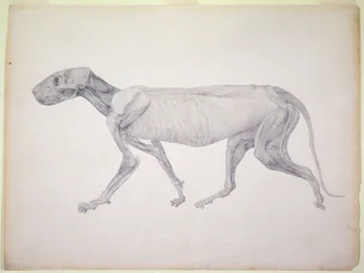 Tiger: Lateral View, Partially Dissected, from the series 